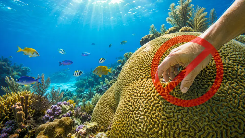 Underwater view of coral reef in Barbados with a hand near it showing a 'Prohibited' sign