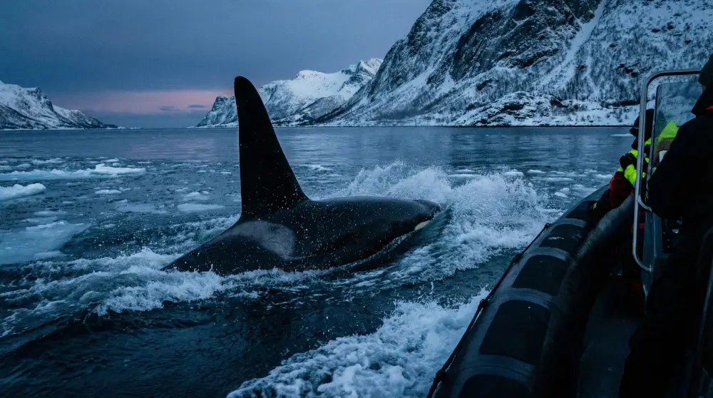 Norway: Wildlife & Culture